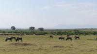 das Umfeld beim Frühstück in der Masai Mara