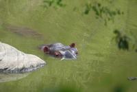 im Mara Bush Camp