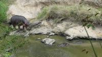 im Mara Bush Camp