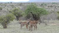 rote Zebras