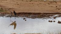 unsere Lodge in Tsavo West - Marabu im Anflug