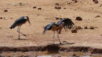 unsere Lodge in Tsavo West Marabus