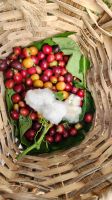 gepflückte Kaffee-Kirschen