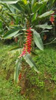 Heliconia