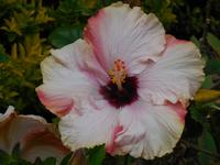 DSCN7229