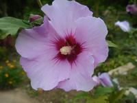 DSCN7342