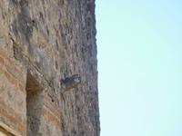 Markierung eines Bordells in Pompeji