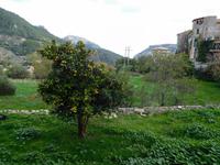 Orangenbaum auf Mallorca