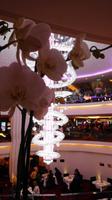 Ausblick auf Taste Restaurant Norwegian Epic