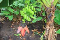 Singapur - Alter Botanischer Garten