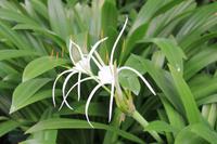 Singapur - Alter Botanischer Garten