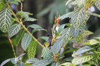 Singapur - Alter Botanischer Garten