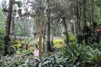 Singapur - Alter Botanischer Garten