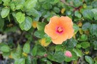 Singapur - Gardens by the Bay