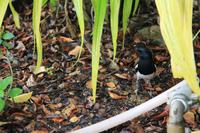Singapur - Gardens by the Bay