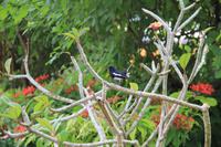 Singapur - Gardens by the Bay