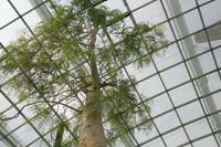 Singapur - Gardens by the Bay