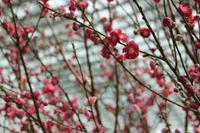 Singapur - Gardens by the Bay