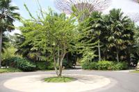 Singapur - Gardens by the Bay