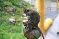 Kuala Lumpur - Batu Höhlen