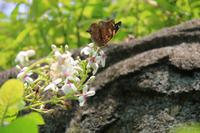 Kuala Lumpur - Schmetterlingsgarten