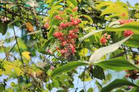 Kuala Lumpur - Schmetterlingsgarten