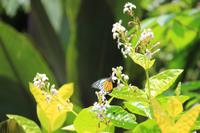 Kuala Lumpur - Schmetterlingsgarten