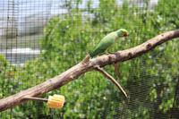 Kuala Lumpur - Vogelpark