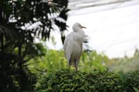 Kuala Lumpur - Vogelpark