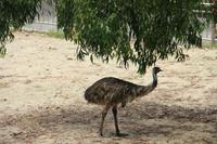 Kuala Lumpur - Vogelpark