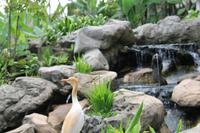 Kuala Lumpur - Vogelpark