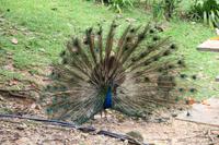 Kuala Lumpur - Vogelpark