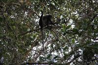 Langkawi - Bootsfahrt in den Mangroven