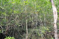 Langkawi - Bootsfahrt in den Mangroven