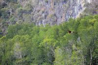 Langkawi - Bootsfahrt in den Mangroven