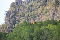 Langkawi - Bootsfahrt in den Mangroven