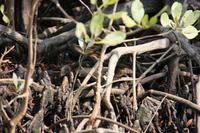 Langkawi - Bootsfahrt in den Mangroven