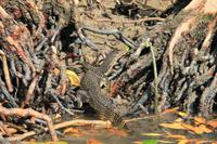Langkawi - Bootsfahrt in den Mangroven