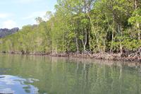 Langkawi - Bootsfahrt in den Mangroven
