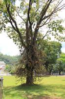 Sri Lanka - Zahntempel in Kandy