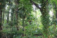 Sri Lanka - Botanischer Garten in Kandy