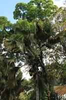 Sri Lanka - Botanischer Garten in Kandy