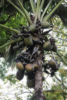 Sri Lanka - Botanischer Garten in Kandy