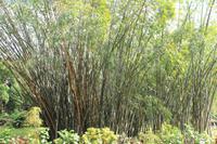 Sri Lanka - Botanischer Garten in Kandy