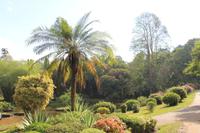 Sri Lanka - Botanischer Garten in Kandy
