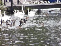 königliche Schwäne Windsor Castle 