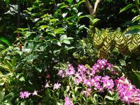 Orchideen im Garten Singapur