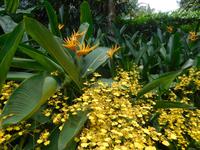 Blütenpracht im Orchid Garden Singapur