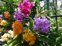 Orchideen in Singapur
