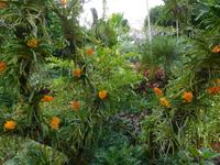 Blütenvariation im Orchideengarten Singapur